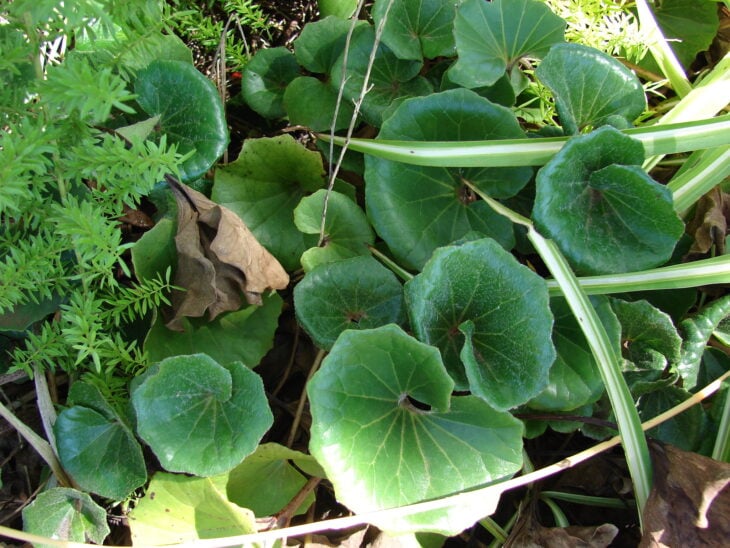 Leopard Plant - Farfugium japonicum