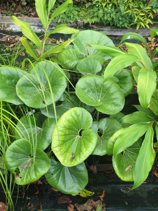 Leopard Plant - Farfugium japonicum