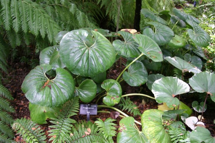 Leopard Plant - Farfugium japonicum