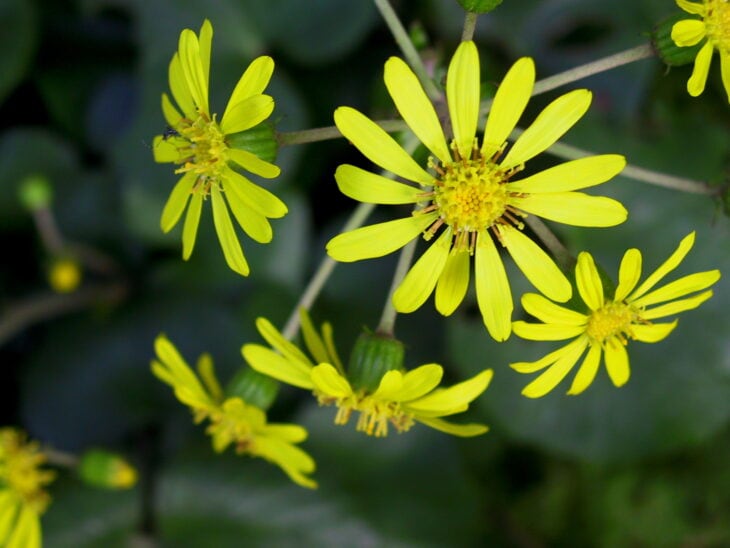 Leopard Plant - Farfugium japonicum