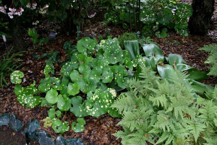 Leopard Plant - Farfugium japonicum