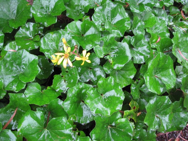 Leopard Plant - Farfugium japonicum