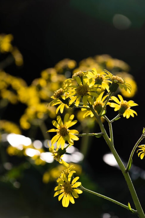 Leopard Plant - Farfugium japonicum