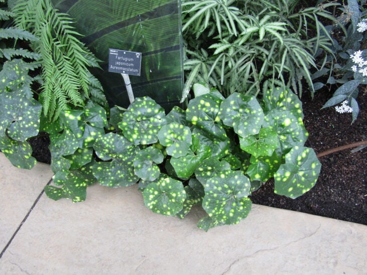 Leopard Plant - Farfugium japonicum