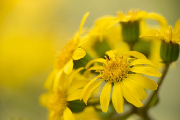 Leopard Plant - Farfugium japonicum
