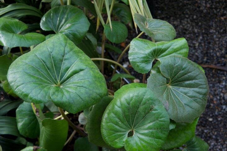 Leopard Plant - Farfugium japonicum