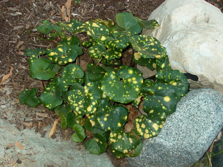 Leopard Plant - Farfugium japonicum
