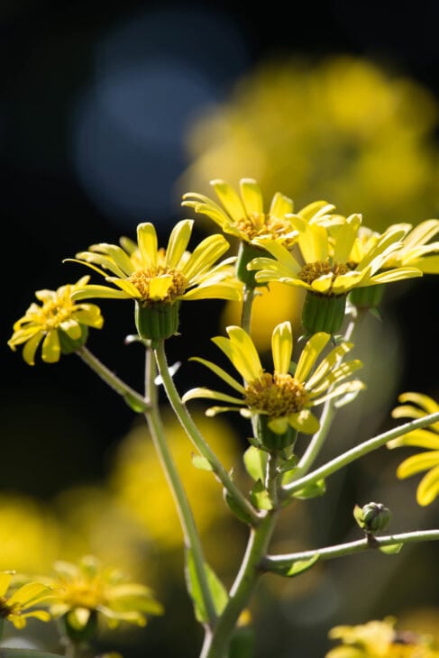 Leopard Plant - Farfugium japonicum