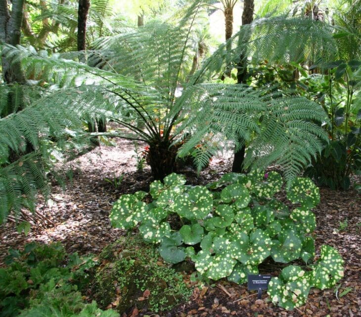 Leopard Plant - Farfugium japonicum
