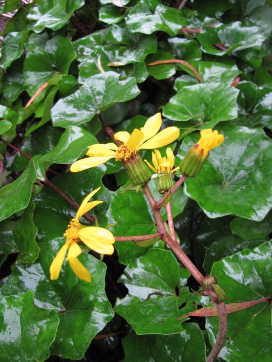 Leopard Plant - Farfugium japonicum
