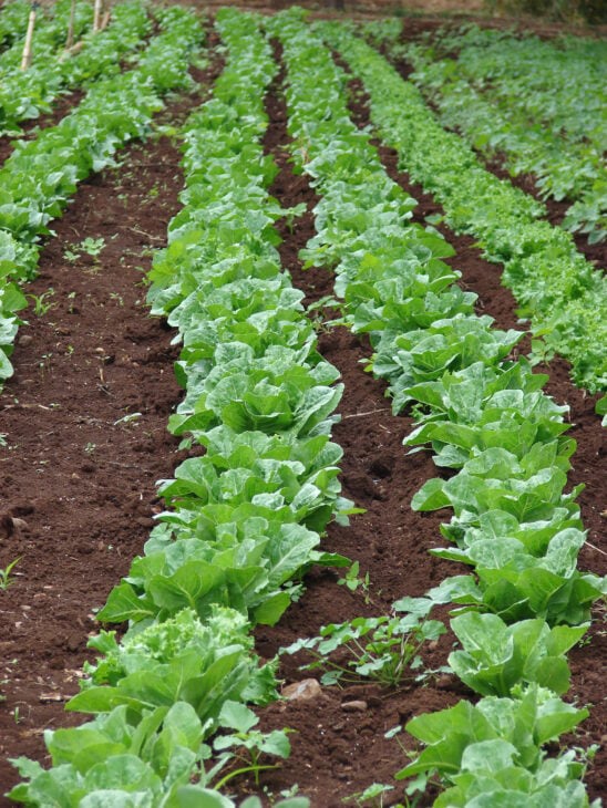 Lettuce - Lactuca sativa
