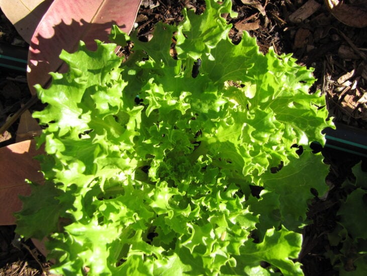 Lettuce - Lactuca sativa