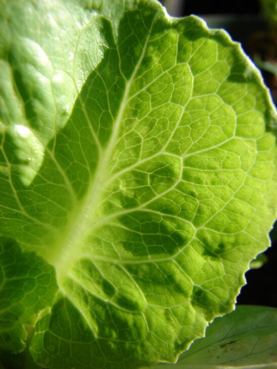 Lettuce - Lactuca sativa