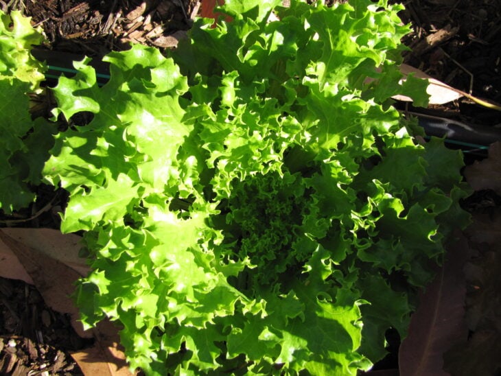 Lettuce - Lactuca sativa