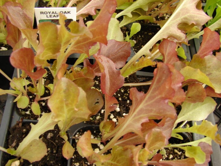 Lettuce - Lactuca sativa