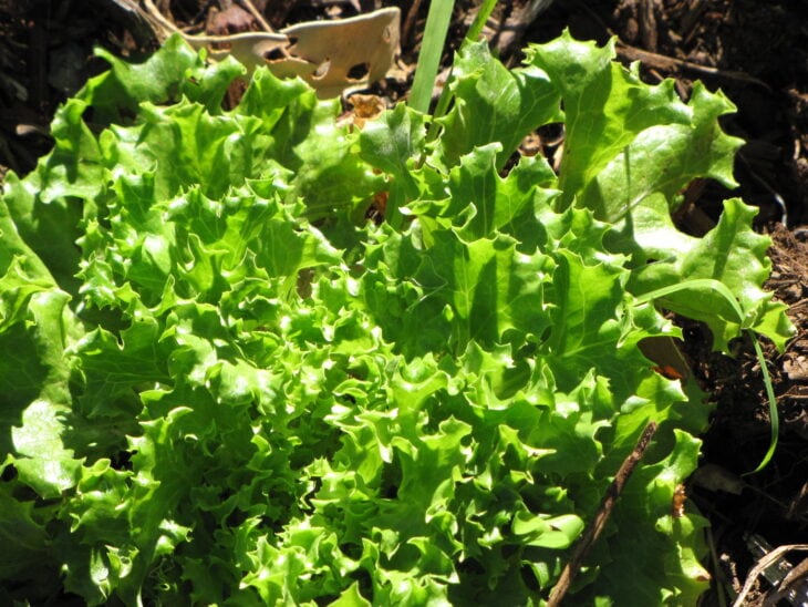 Lettuce - Lactuca sativa