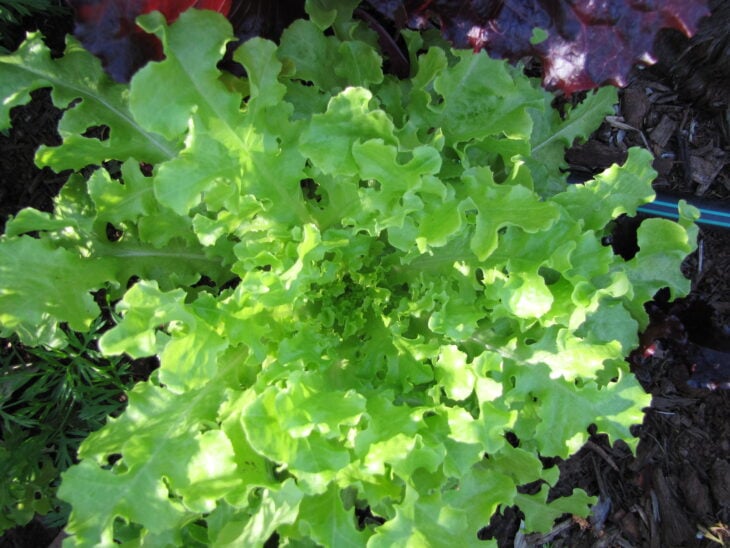 Lettuce - Lactuca sativa