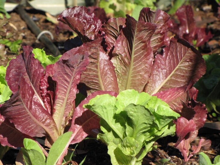 Lettuce - Lactuca sativa