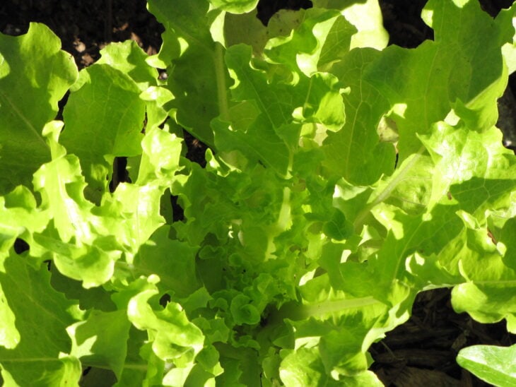 Lettuce - Lactuca sativa