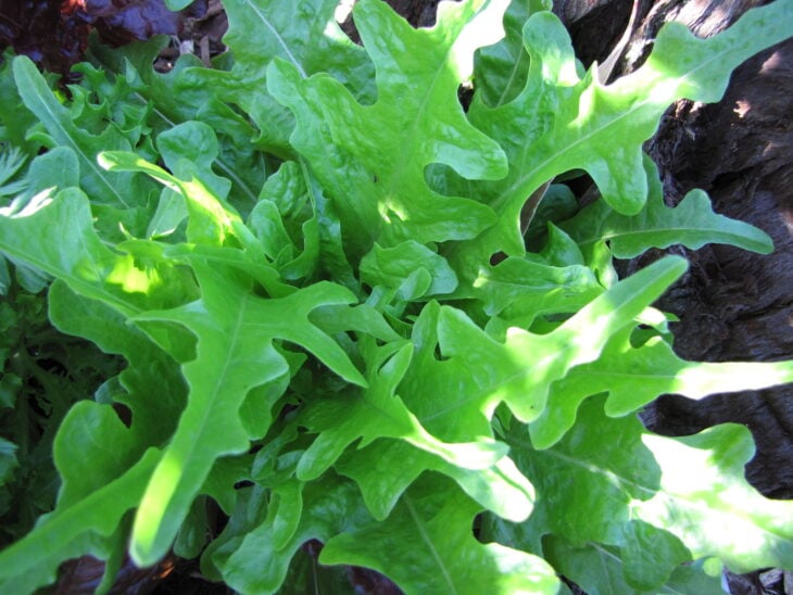 Lettuce - Lactuca sativa