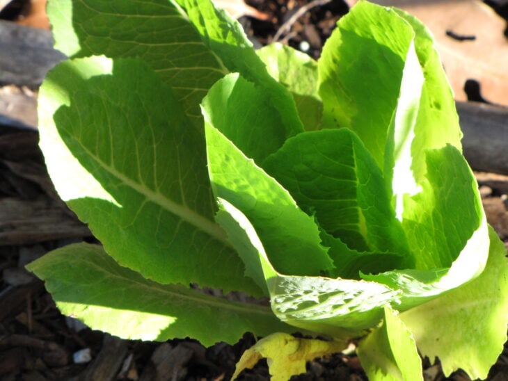Lettuce - Lactuca sativa