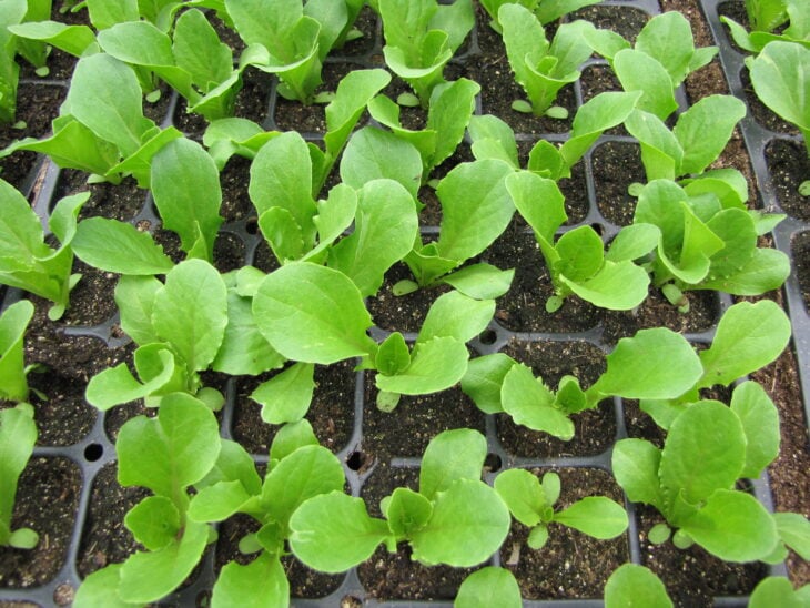 Lettuce - Lactuca sativa