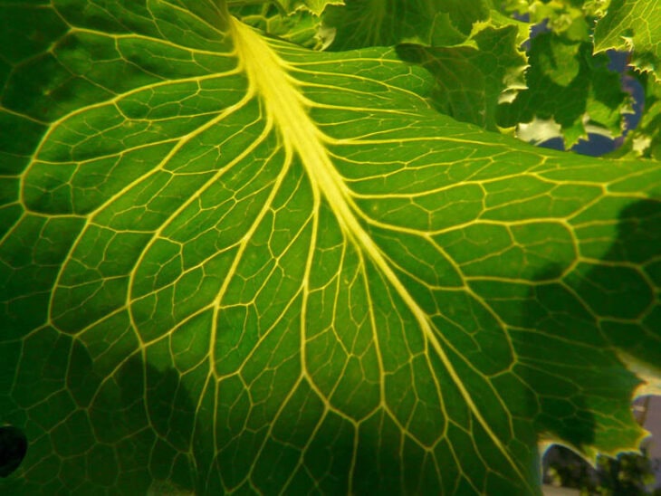 Lettuce - Lactuca sativa