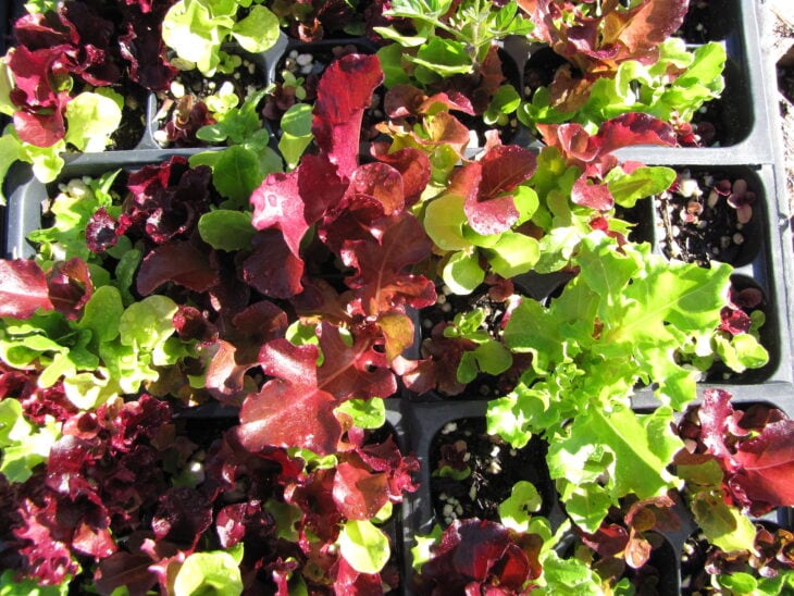 Lettuce - Lactuca sativa