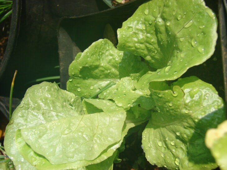 Lettuce - Lactuca sativa