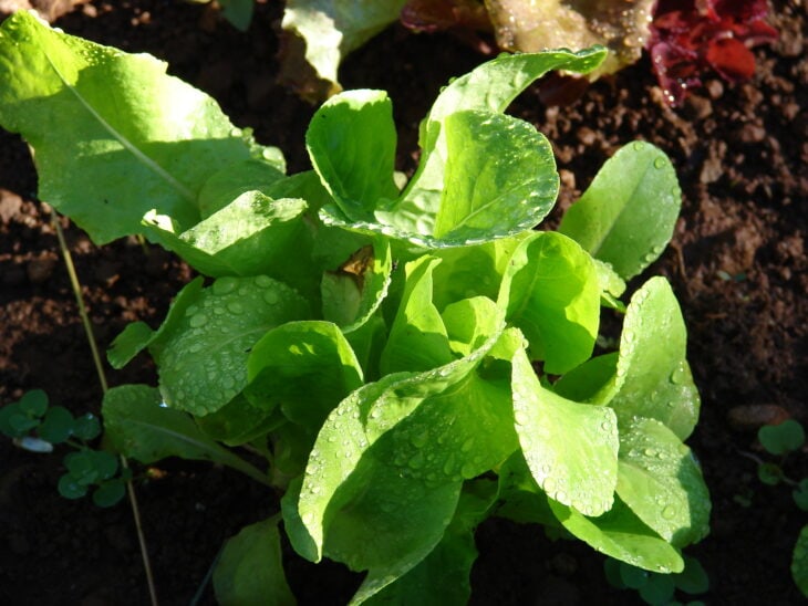 Lettuce - Lactuca sativa