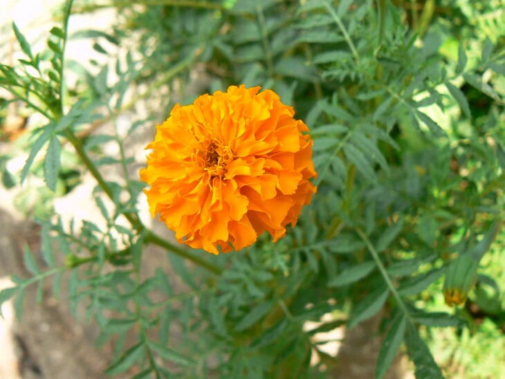 Marigold - Tagetes spp.