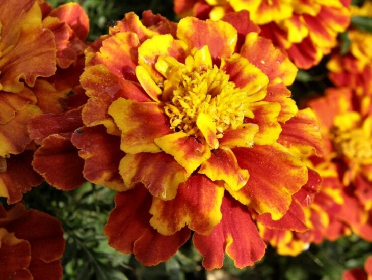 Marigold - Tagetes spp.