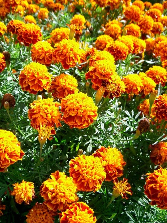 Marigold - Tagetes spp.