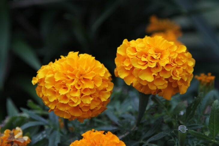 Marigold - Tagetes spp.