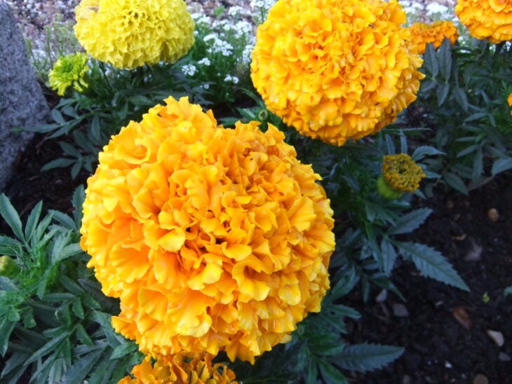 Marigold - Tagetes spp.