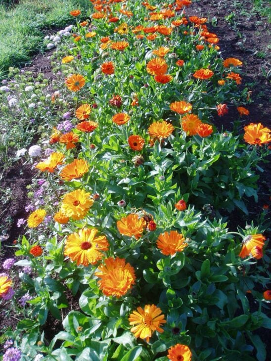 Marigold - Tagetes spp.