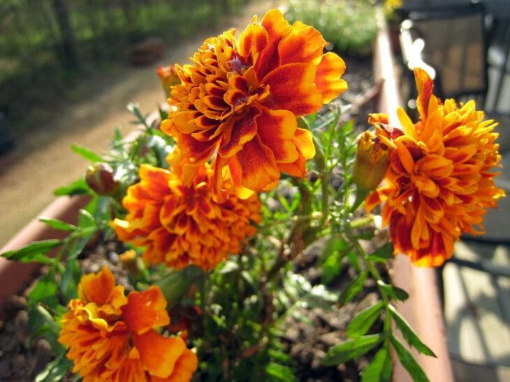 Marigold - Tagetes spp.