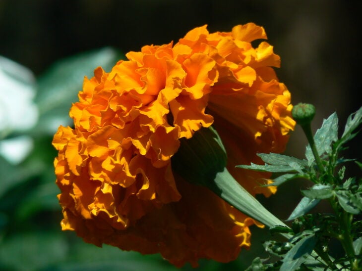 Marigold - Tagetes spp.