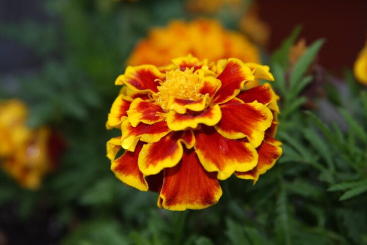 Marigold - Tagetes spp.