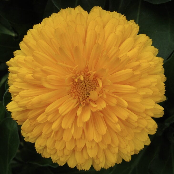 Marigold - Tagetes spp.