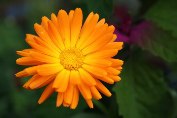 Marigold - Tagetes spp.
