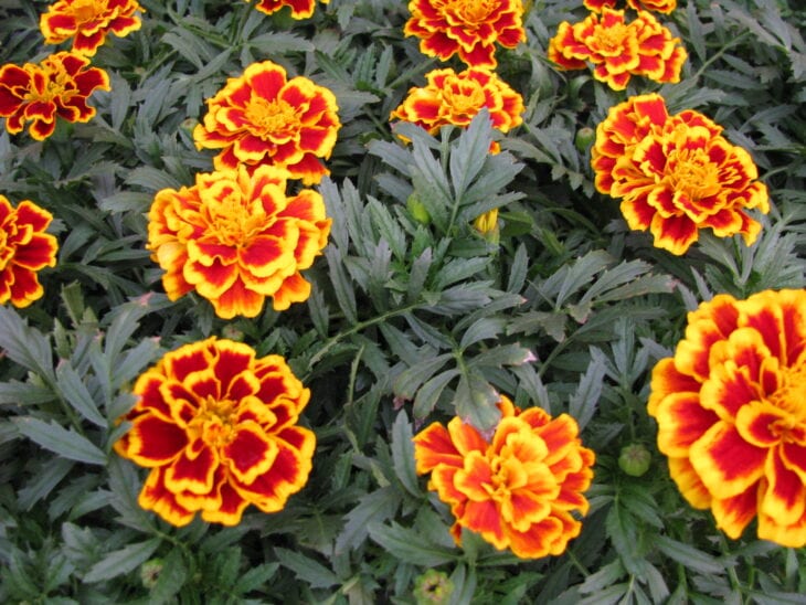 Marigold - Tagetes spp.