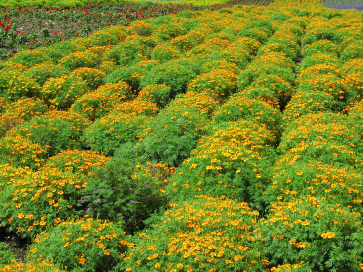 Marigold - Tagetes spp.