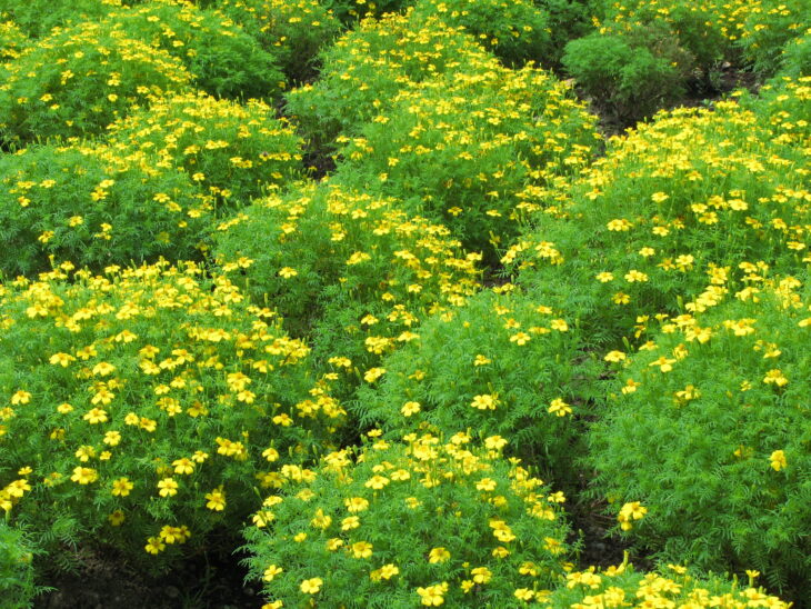 Marigold - Tagetes spp.