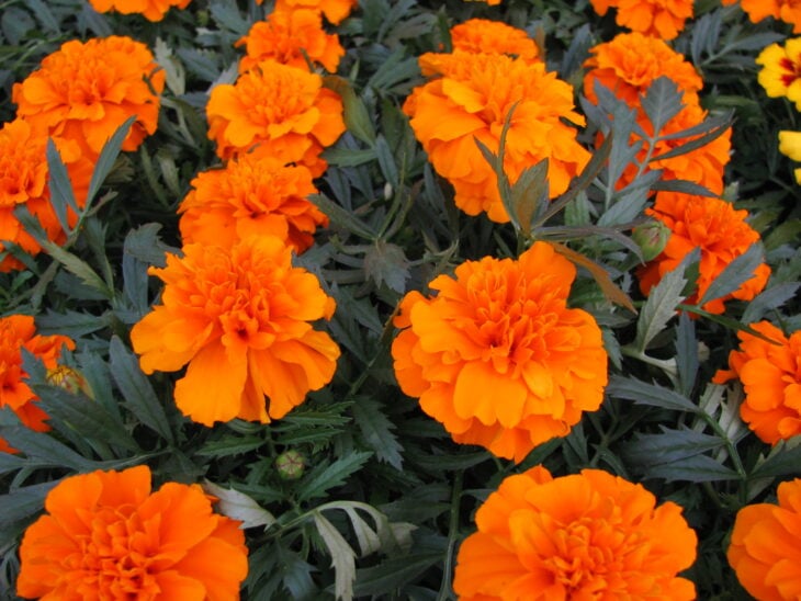 Marigold - Tagetes spp.