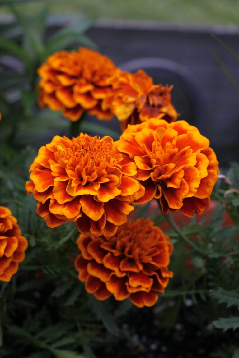 Marigold - Tagetes spp.