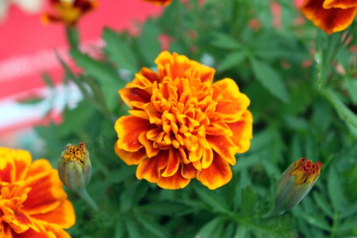 Marigold - Tagetes spp.
