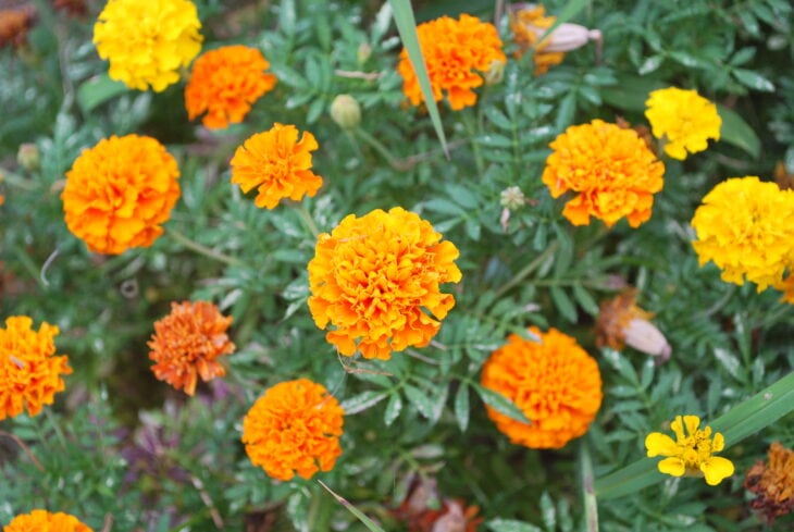 Marigold - Tagetes spp.