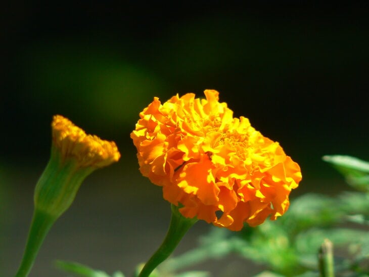 Marigold - Tagetes spp.