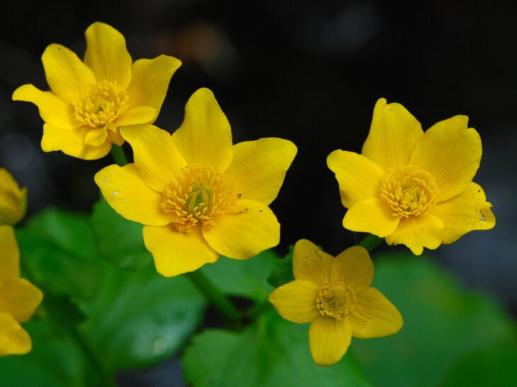 Marsh Marigold - Caltha palustris